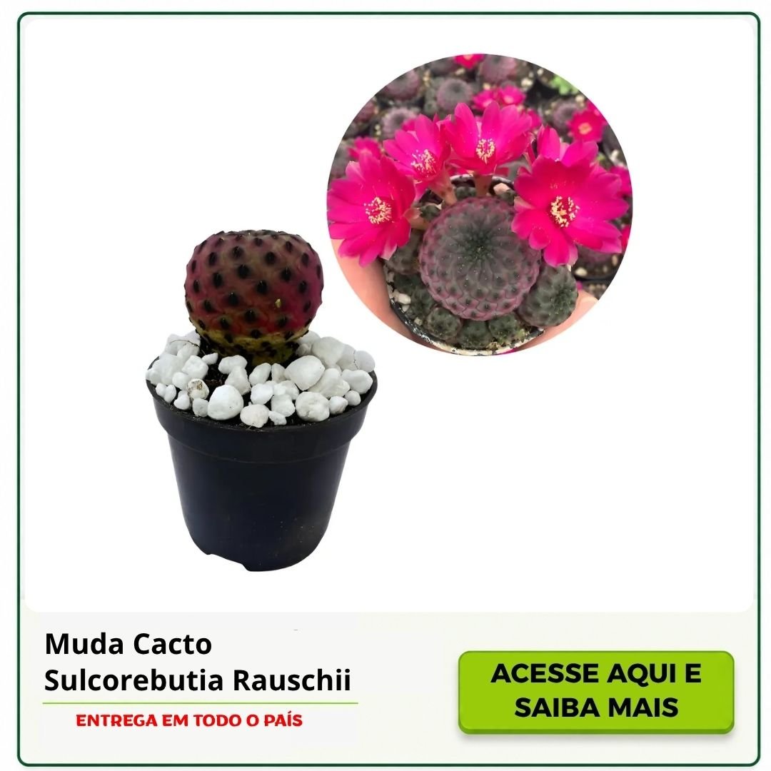 muda de cacto sulcorebutia