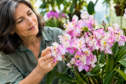 Orquídea Epidendrum Wedding Valley com flores rosa e brancas em cultivo