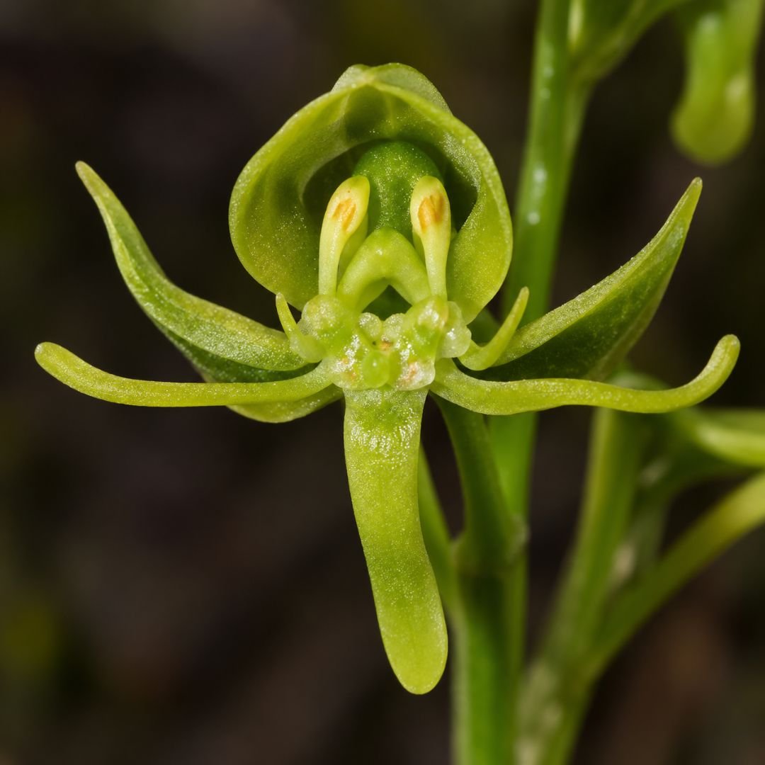 Habenaria adamantina em close, destacando os detalhes da estrutura floral
