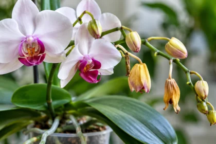 Orquídea Phalaenopsis com flores brancas e roxas e botões florais amarelados e secos antes de abrir. (botões da orquídea caindo)