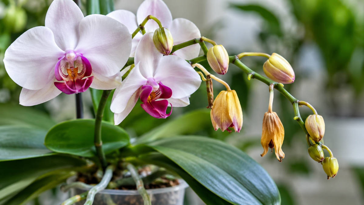 Orquídea Phalaenopsis com flores brancas e roxas e botões florais amarelados e secos antes de abrir. (botões da orquídea caindo)